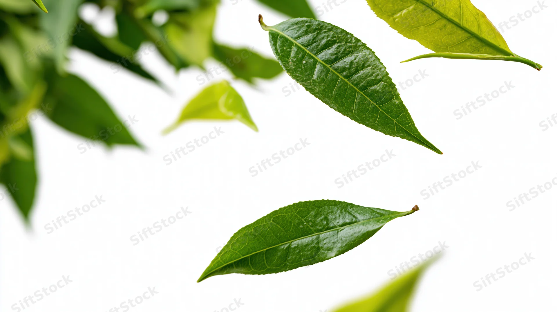Green tea leaves falling diagonally against white background