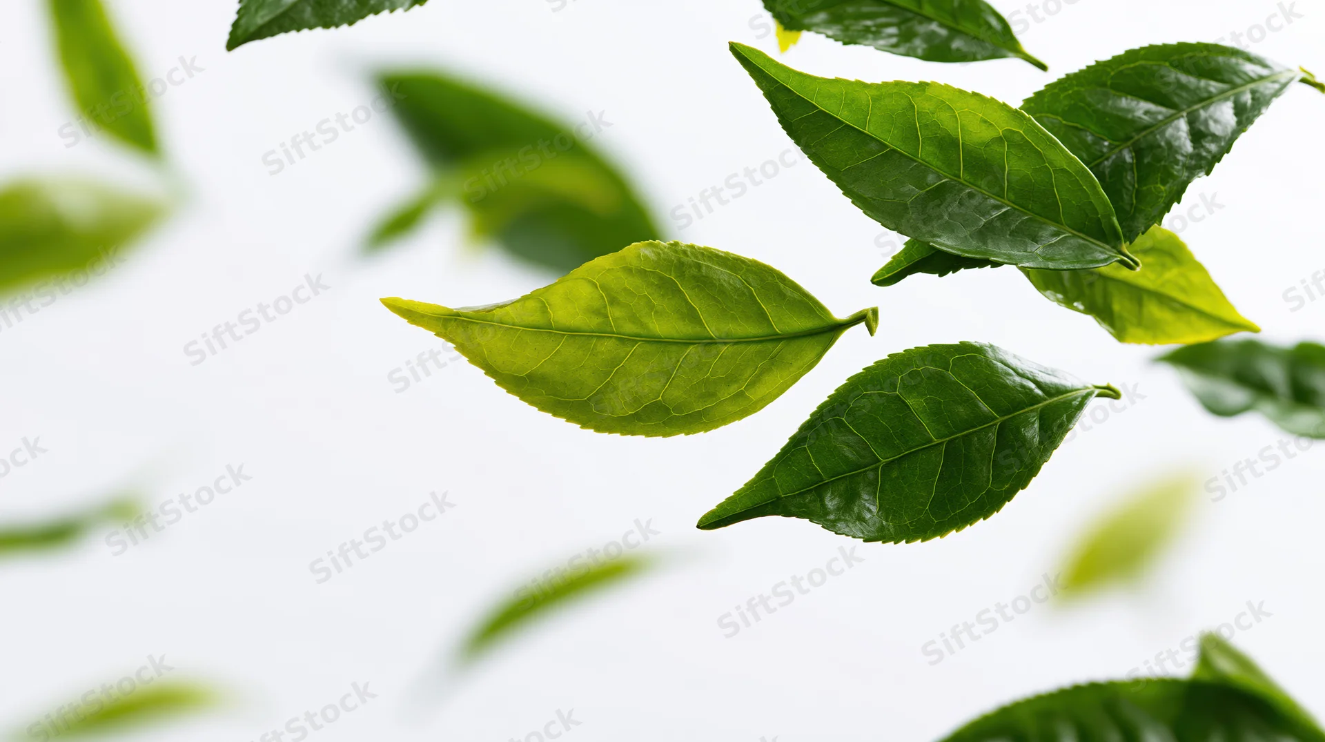 Fresh green tea leaves falling diagonally against a white background