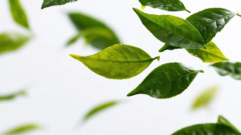 Fresh green tea leaves falling diagonally against a white background
