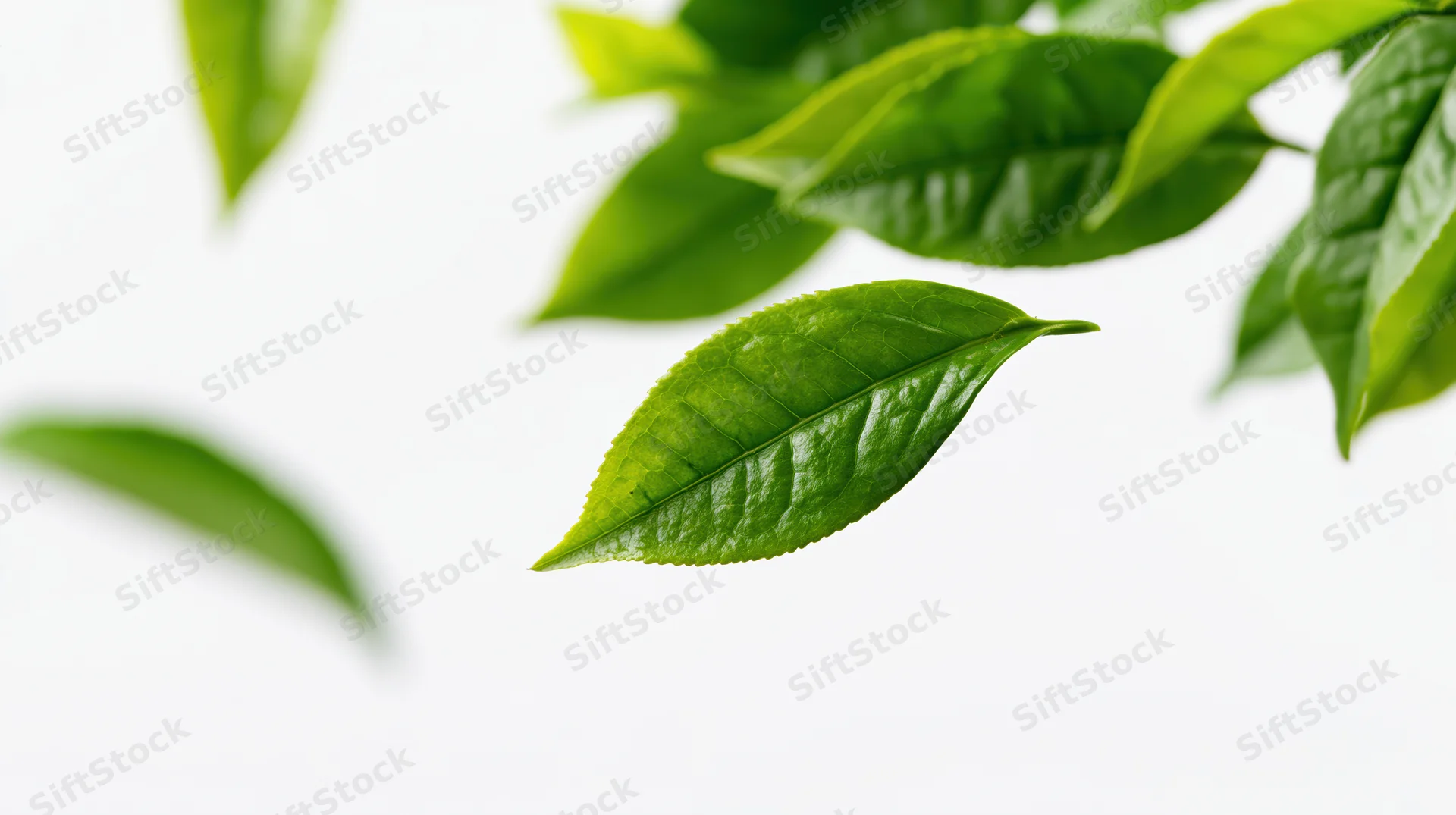 Green tea leaves falling diagonally against white background