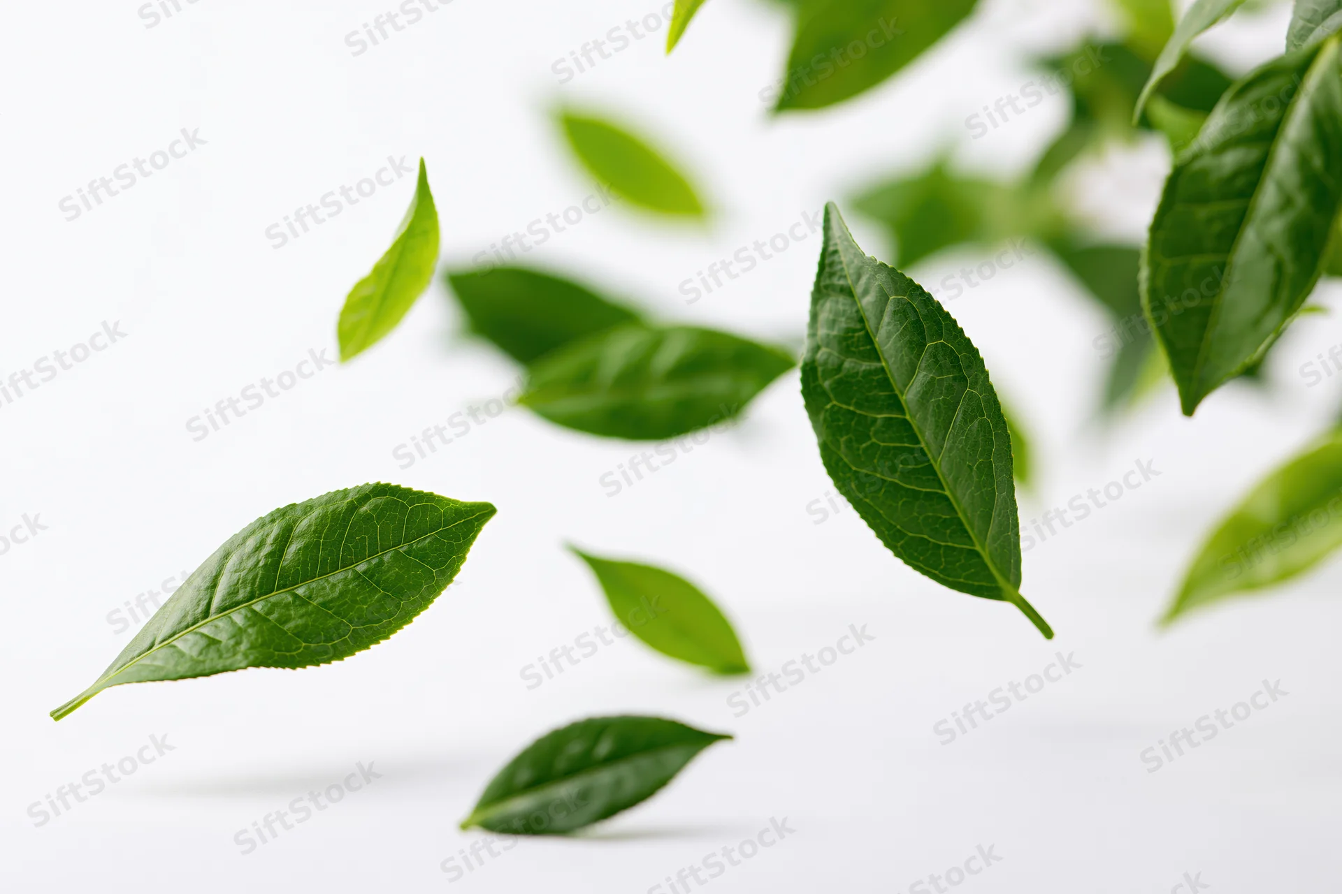 Green tea leaves floating mid-air in diagonal drift against white background