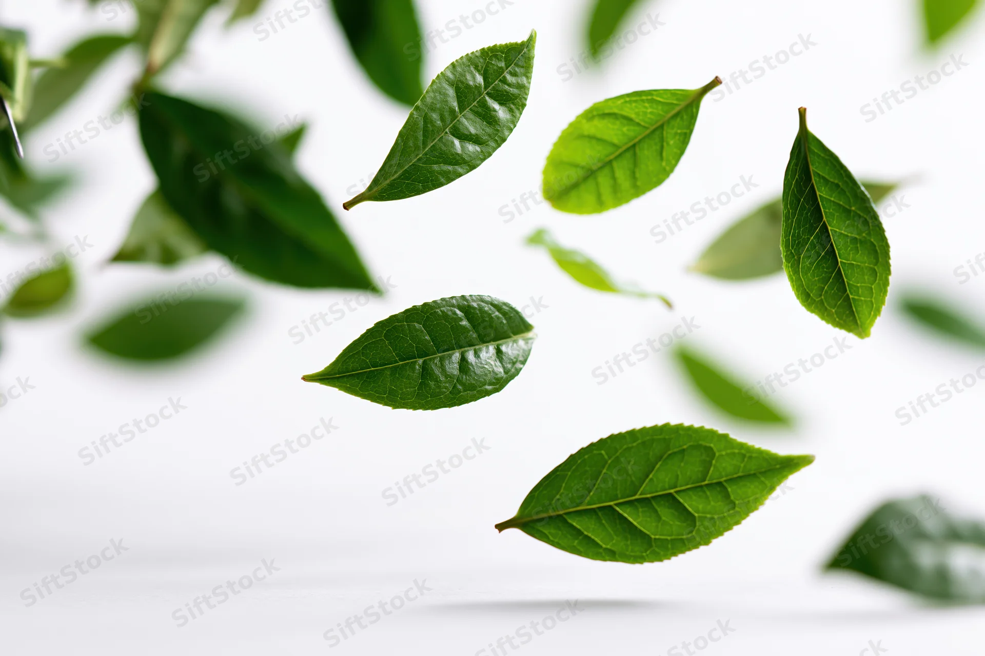 Fresh green tea leaves floating midair against a white background