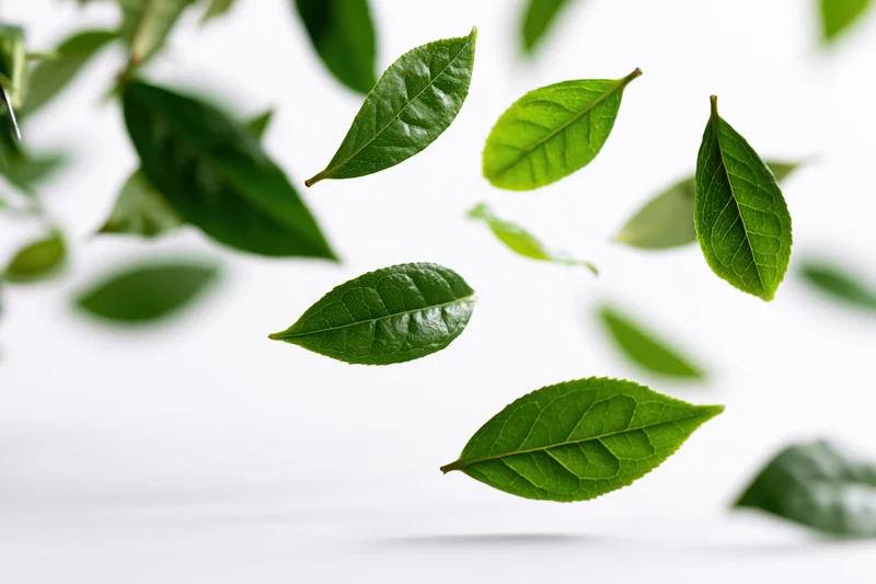 Fresh green tea leaves floating midair against a white background