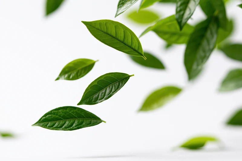 Fresh green tea leaves floating diagonally in midair against white background