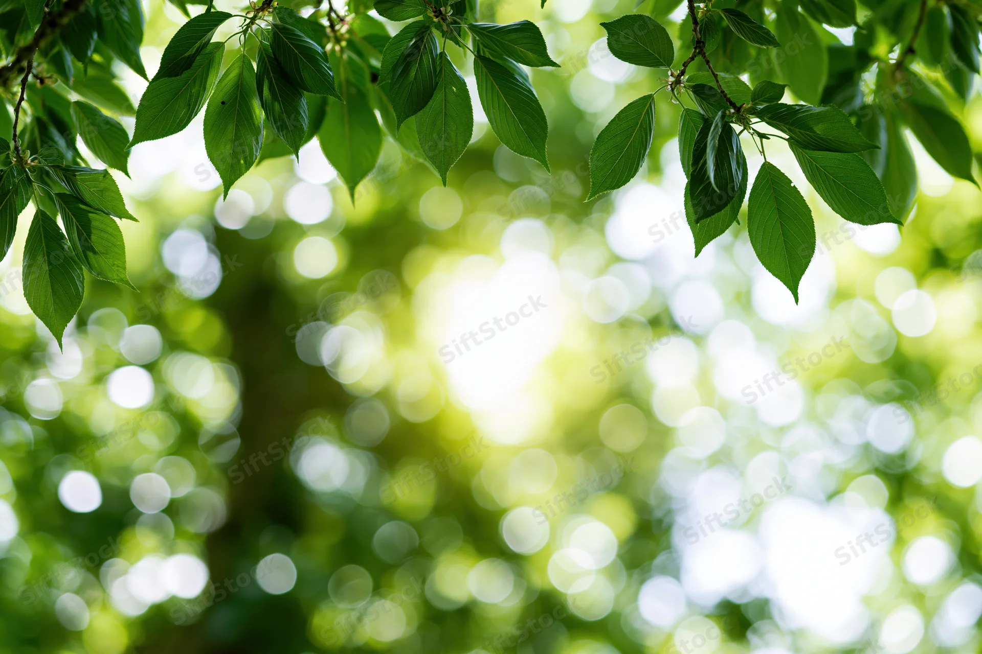 Green tree leaves hanging from branches with sunlight filtering through in a forest setting