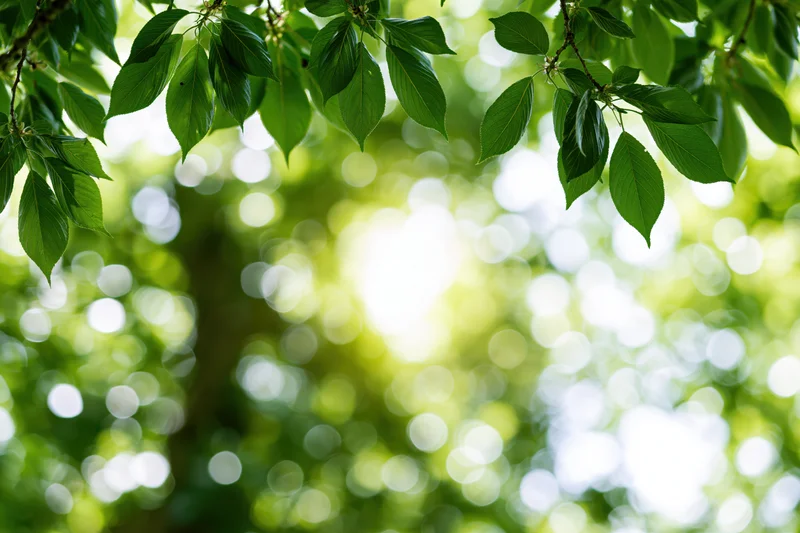 Green tree leaves hanging from branches with sunlight filtering through in a forest setting