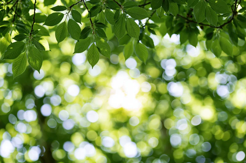 Fresh green leaves hanging from branches with sunlight filtering through in a natural outdoor setting
