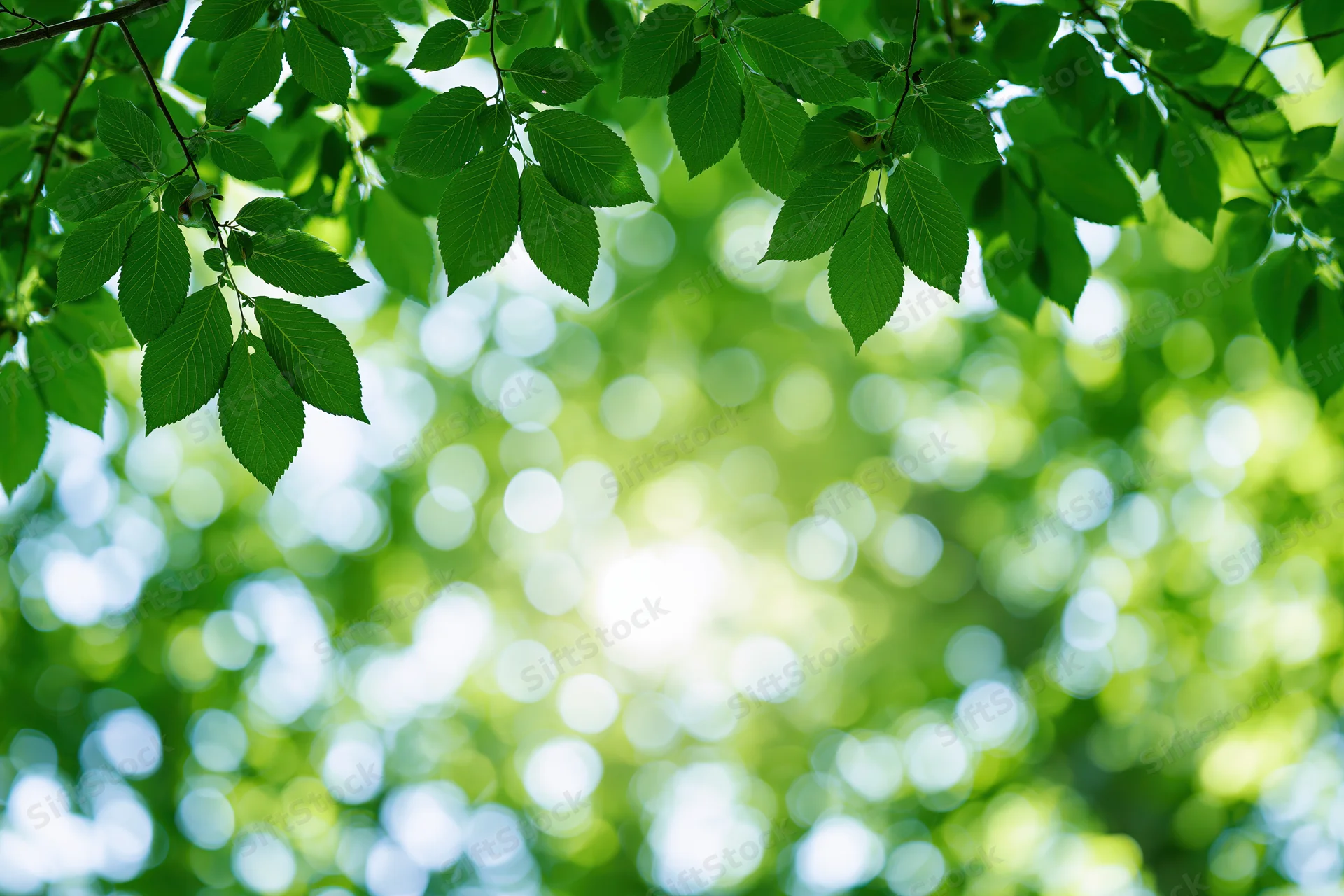 Green tree leaves hanging from branches with sunlight filtering through in a forest canopy