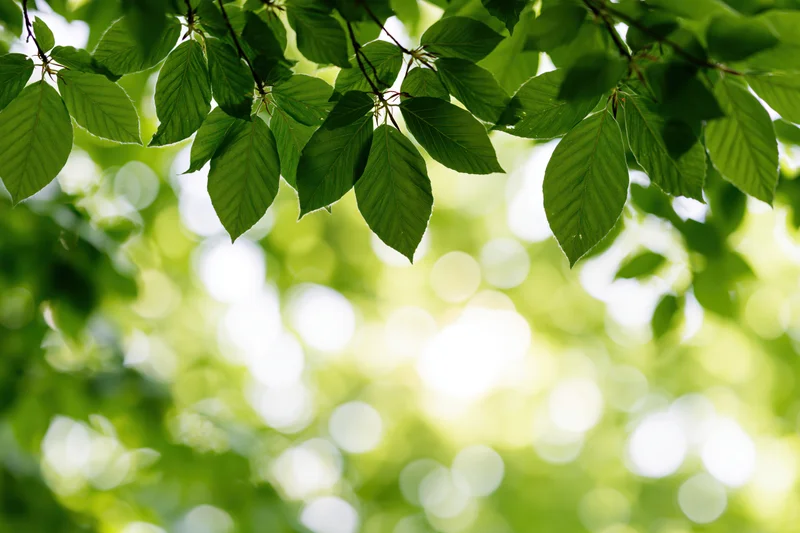 Green leaves hanging from branches with sunlight filtering through in a forest canopy