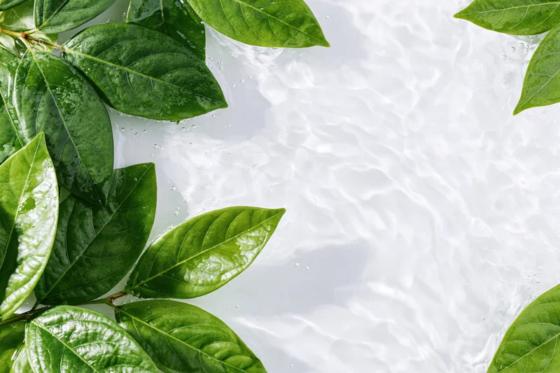 Green tropical leaves floating on shallow clear water with ripples and copyspace