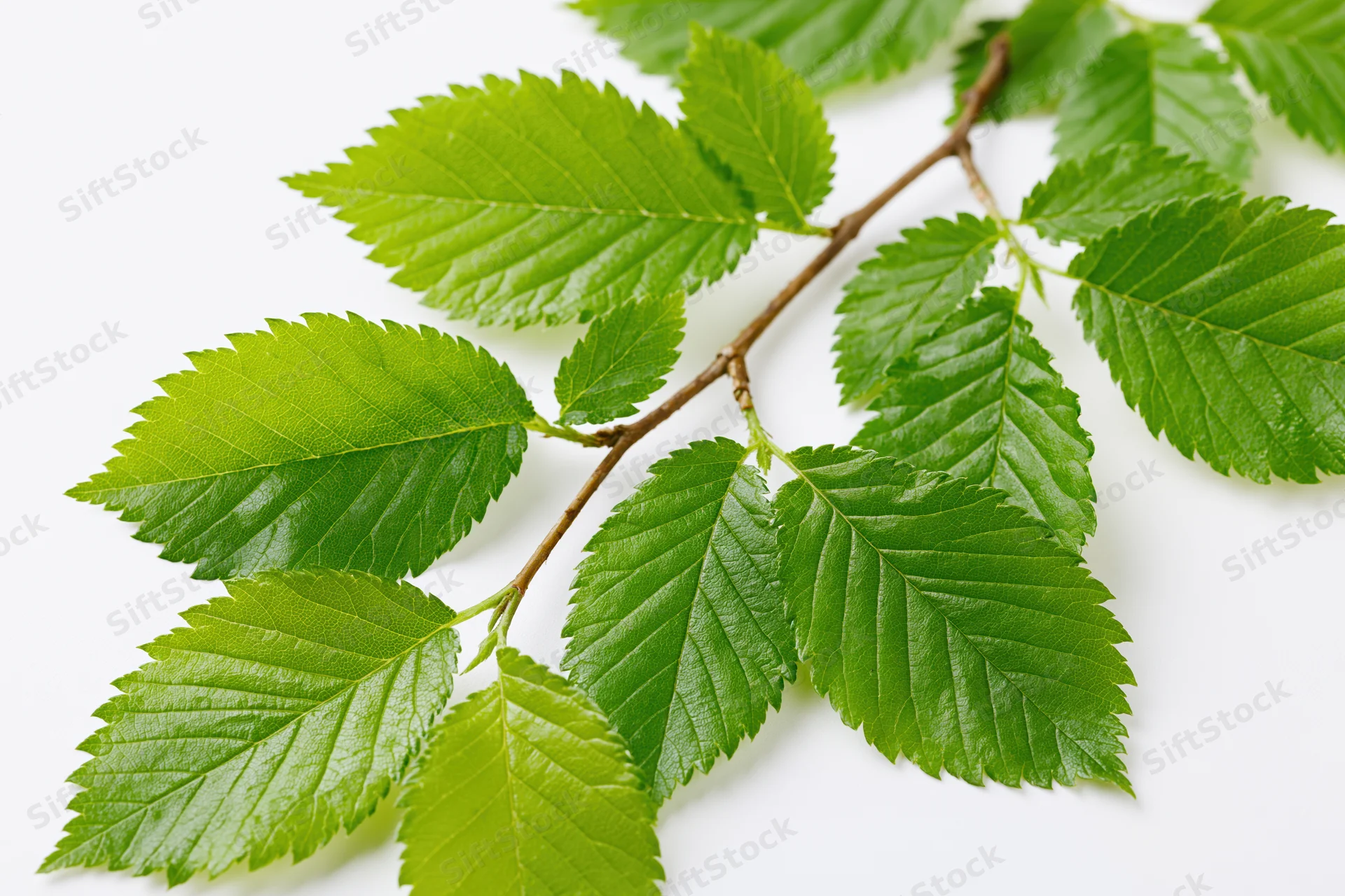Hornbeam branch with bright green serrated leaves on white background