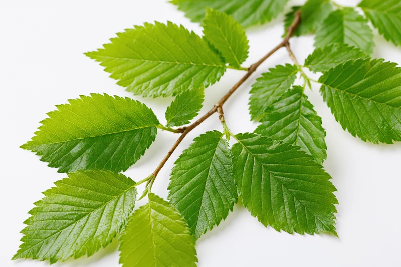 Hornbeam branch with bright green serrated leaves on white background