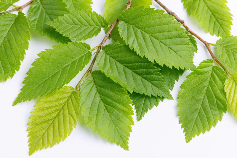 Hornbeam branch with bright green serrated leaves on white background