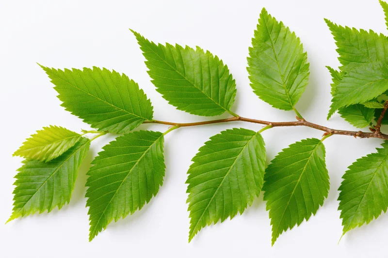 A hornbeam or elm branch with bright green serrated leaves laid flat on a white surface