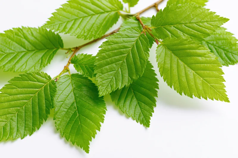 Fresh green serrated leaves on a branch against white background