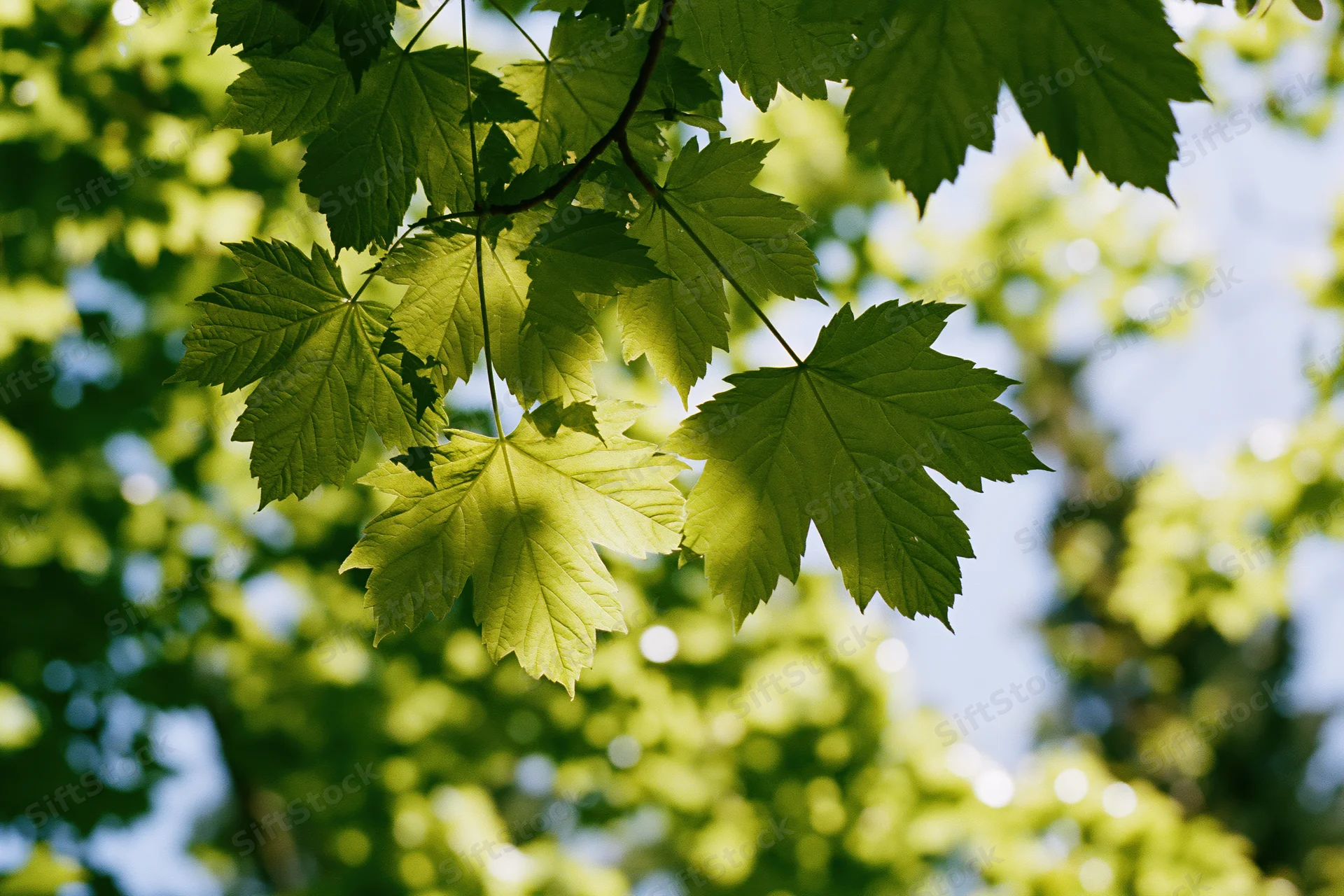 Fresh maple leaves on a low branch viewed from below against a sunlit sky