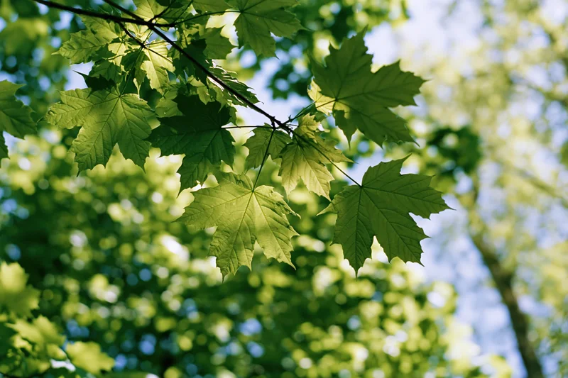 Fresh maple leaves on a low branch viewed from below against a blue sky