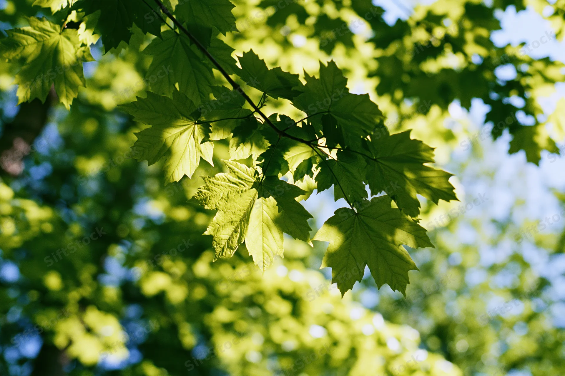 Fresh maple leaves on a low branch viewed from below against a blue sky
