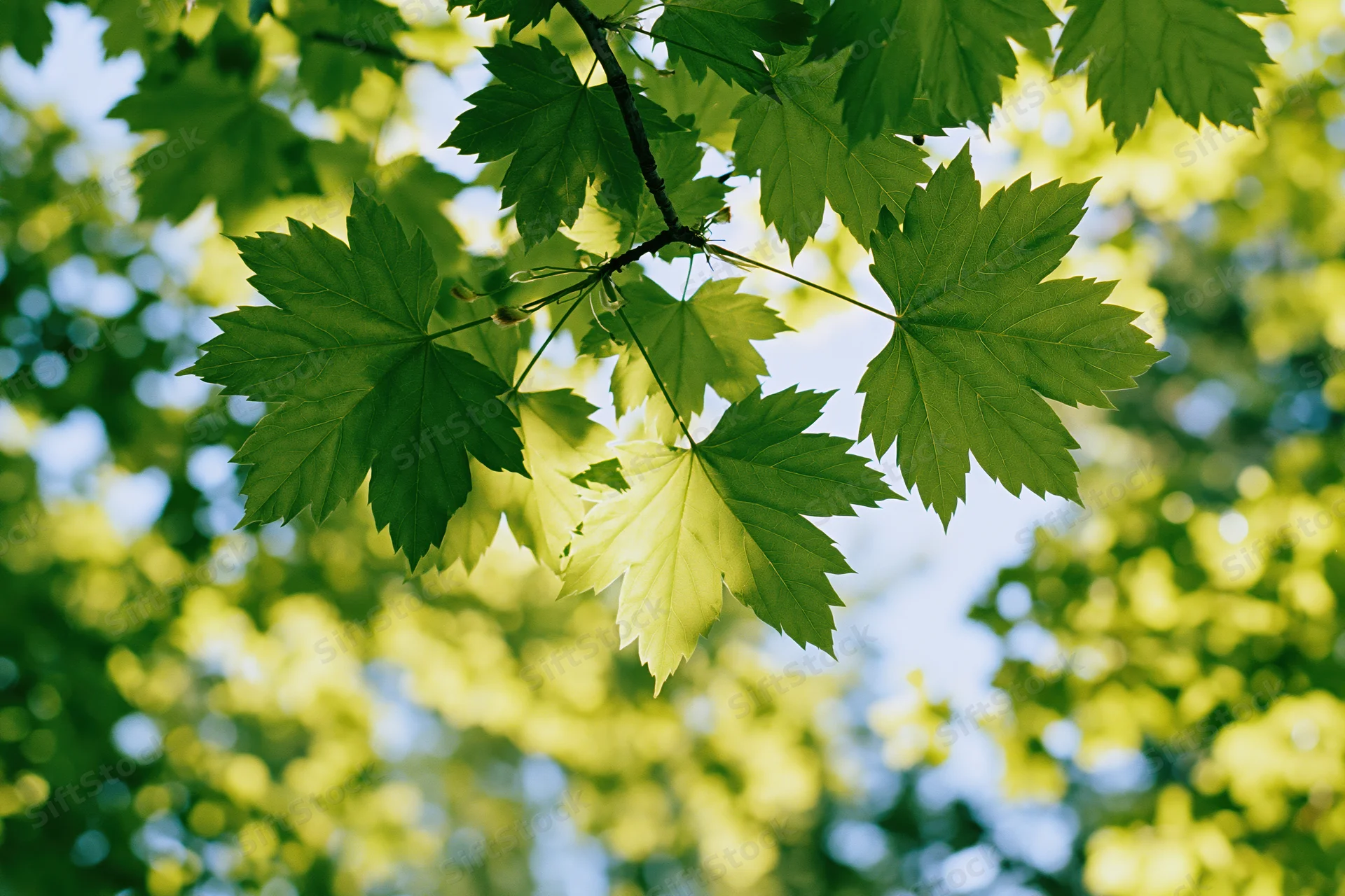 Fresh maple leaves on a low branch viewed from below against a sunlit sky