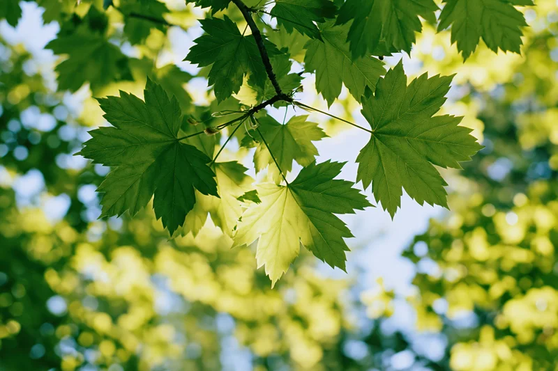 Maple leaves on a branch shot from below looking up at sky