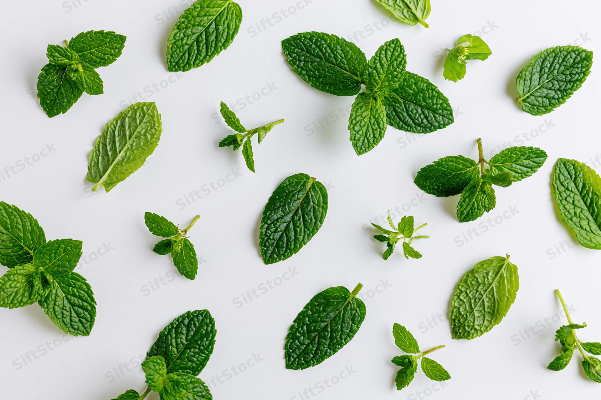 Fresh mint leaves and sprigs scattered on a white surface in a flat lay arrangement