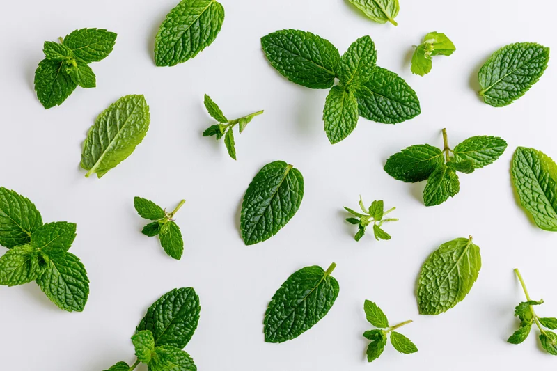 Fresh mint leaves and sprigs scattered on a white surface in a flat lay arrangement