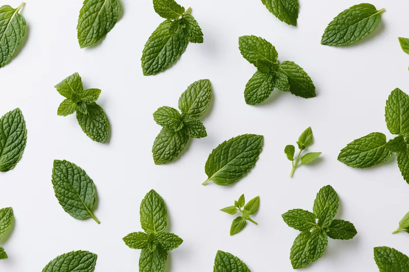 Fresh mint leaves and small sprigs scattered across a white surface in a flat lay arrangement