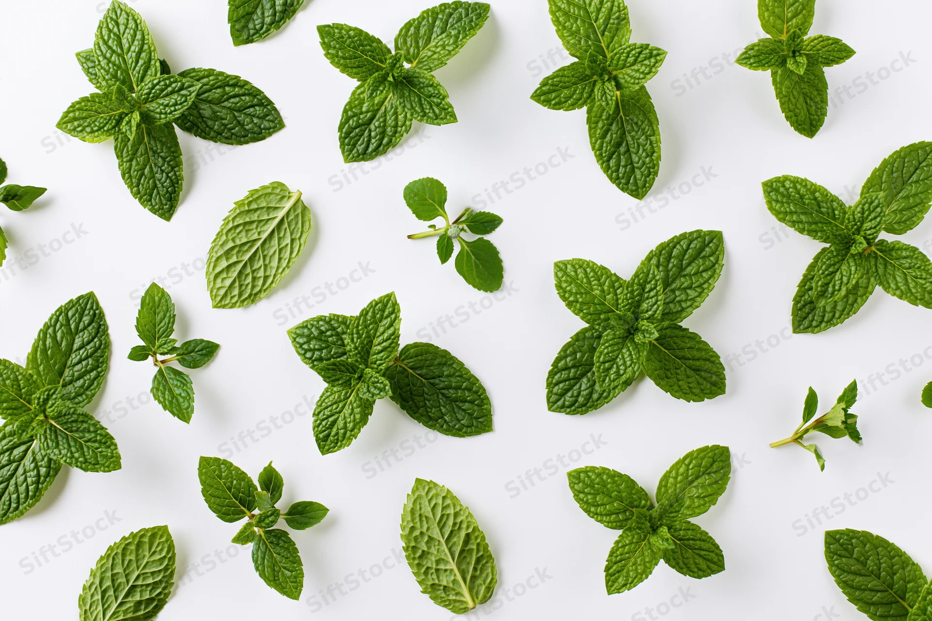 Fresh mint leaves and sprigs scattered across a white surface in a flat lay arrangement