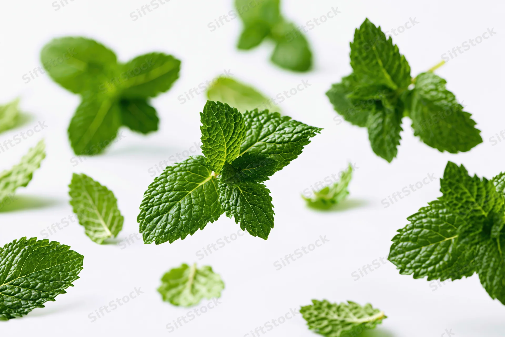Fresh mint leaves scattered and floating on a white background