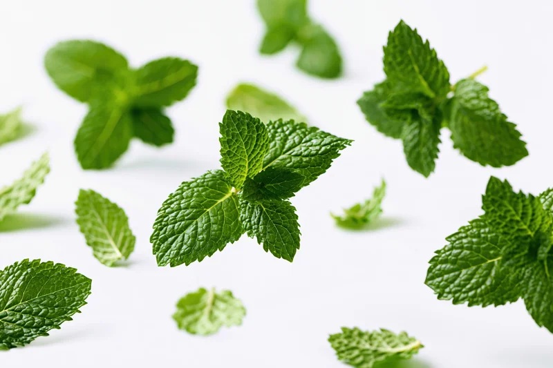 Fresh mint leaves scattered and floating on a white background