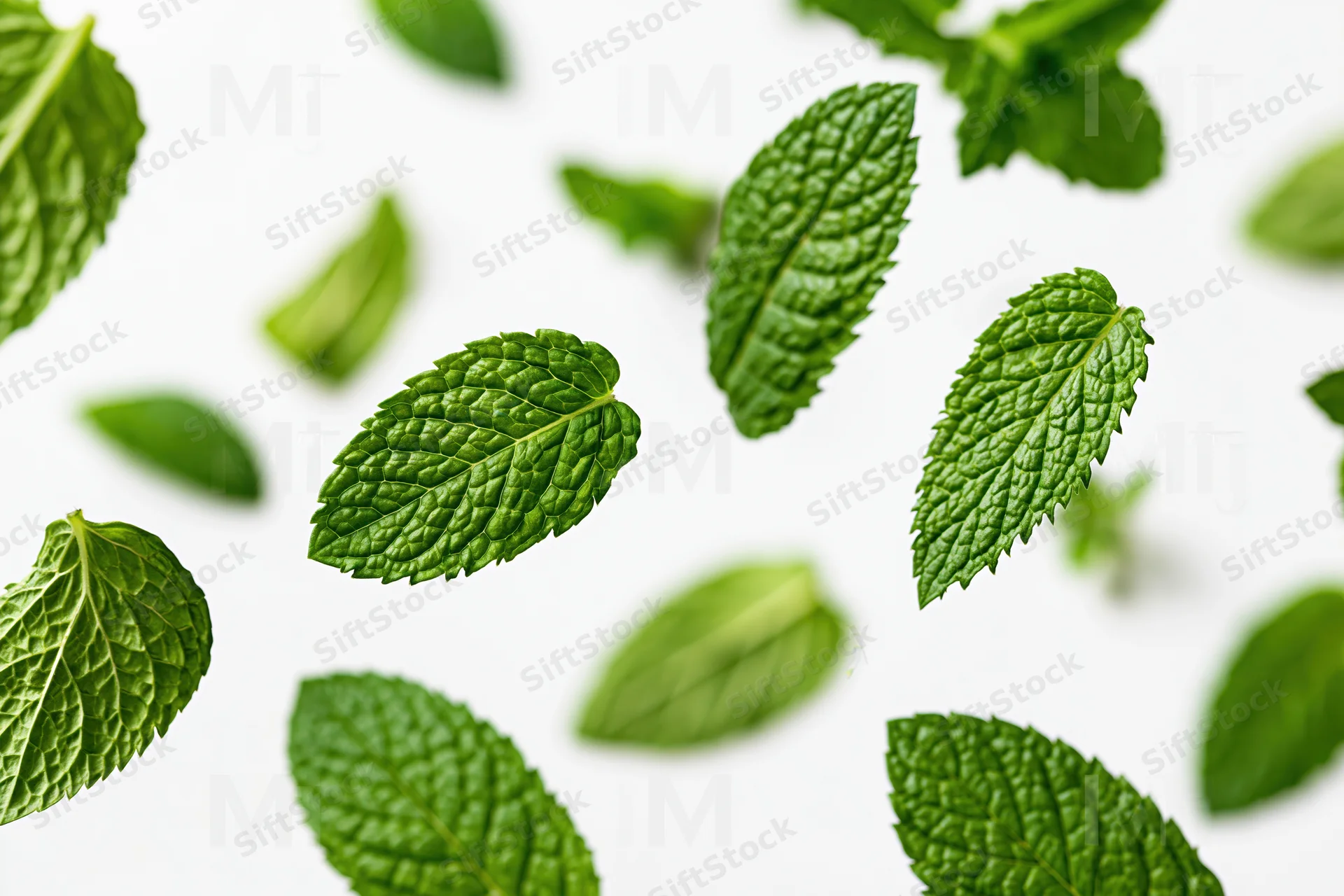 Fresh mint leaves floating and scattered on a white background
