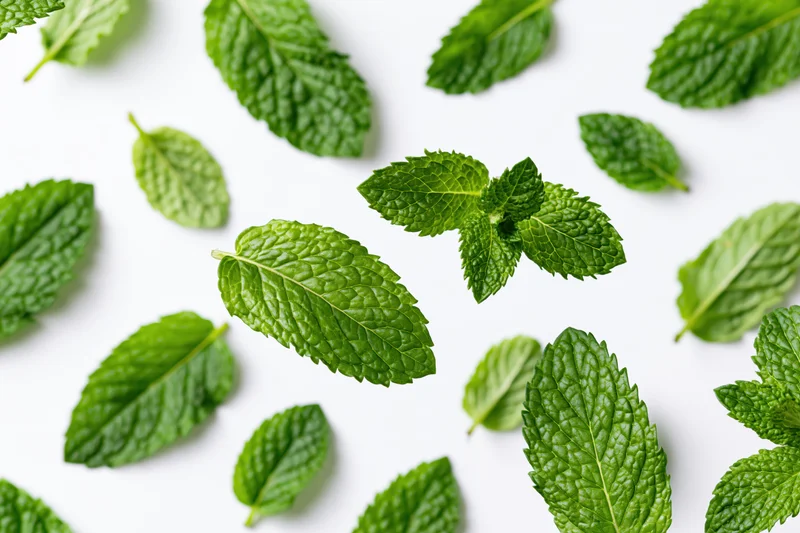 Fresh mint leaves scattered on white surface in flat lay arrangement