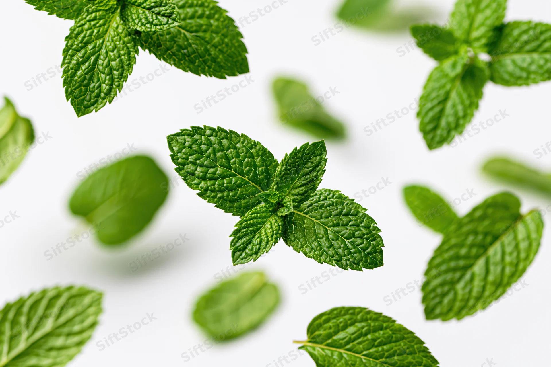 Fresh mint leaves floating and scattered against a white background