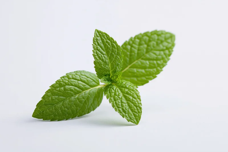 Fresh mint sprig with four leaves arranged naturally centered on white background