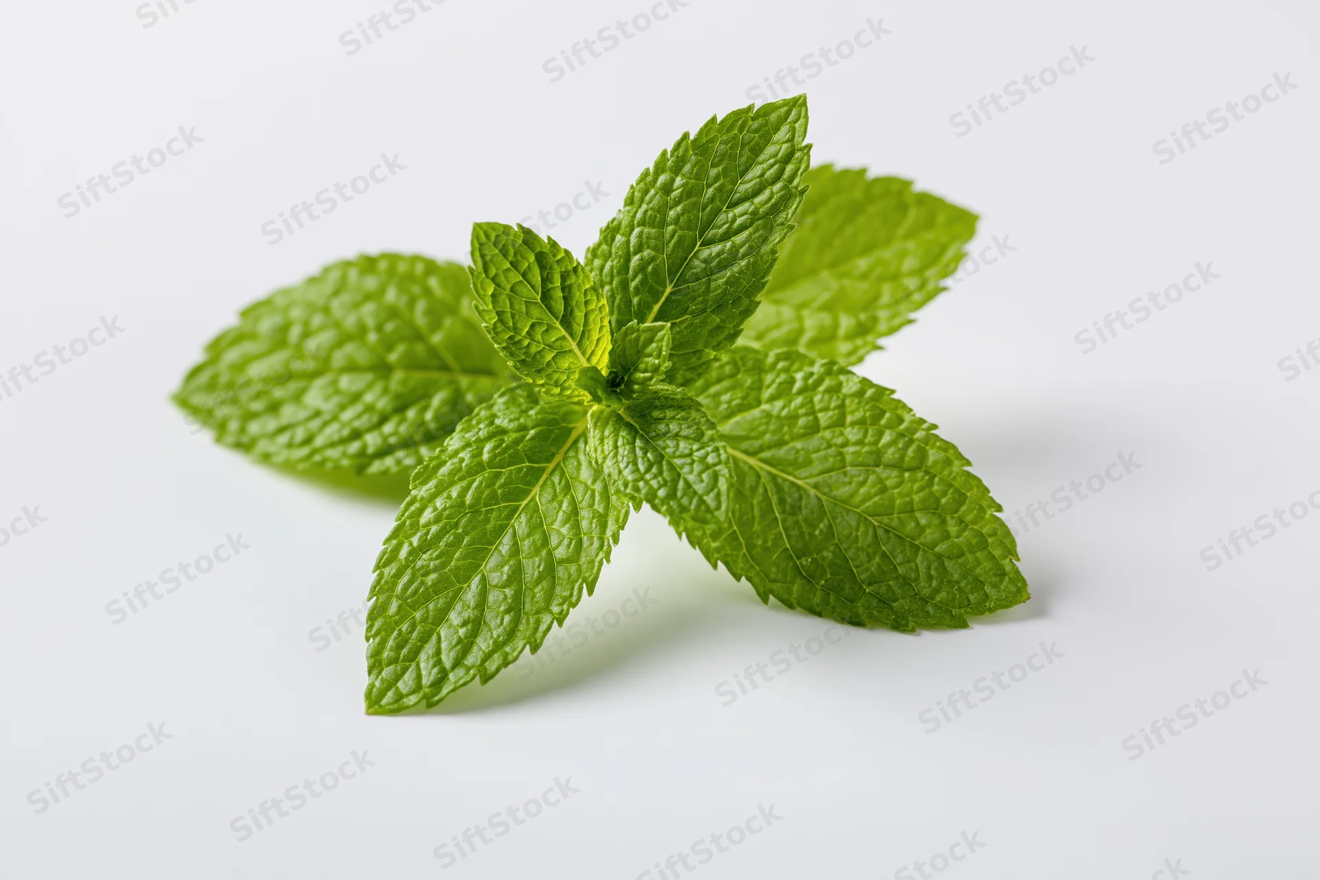 Fresh mint sprig with four leaves arranged naturally centered on white background