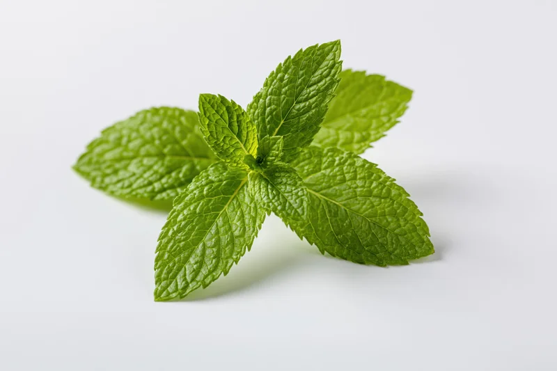 Fresh mint sprig with four leaves arranged naturally centered on white background