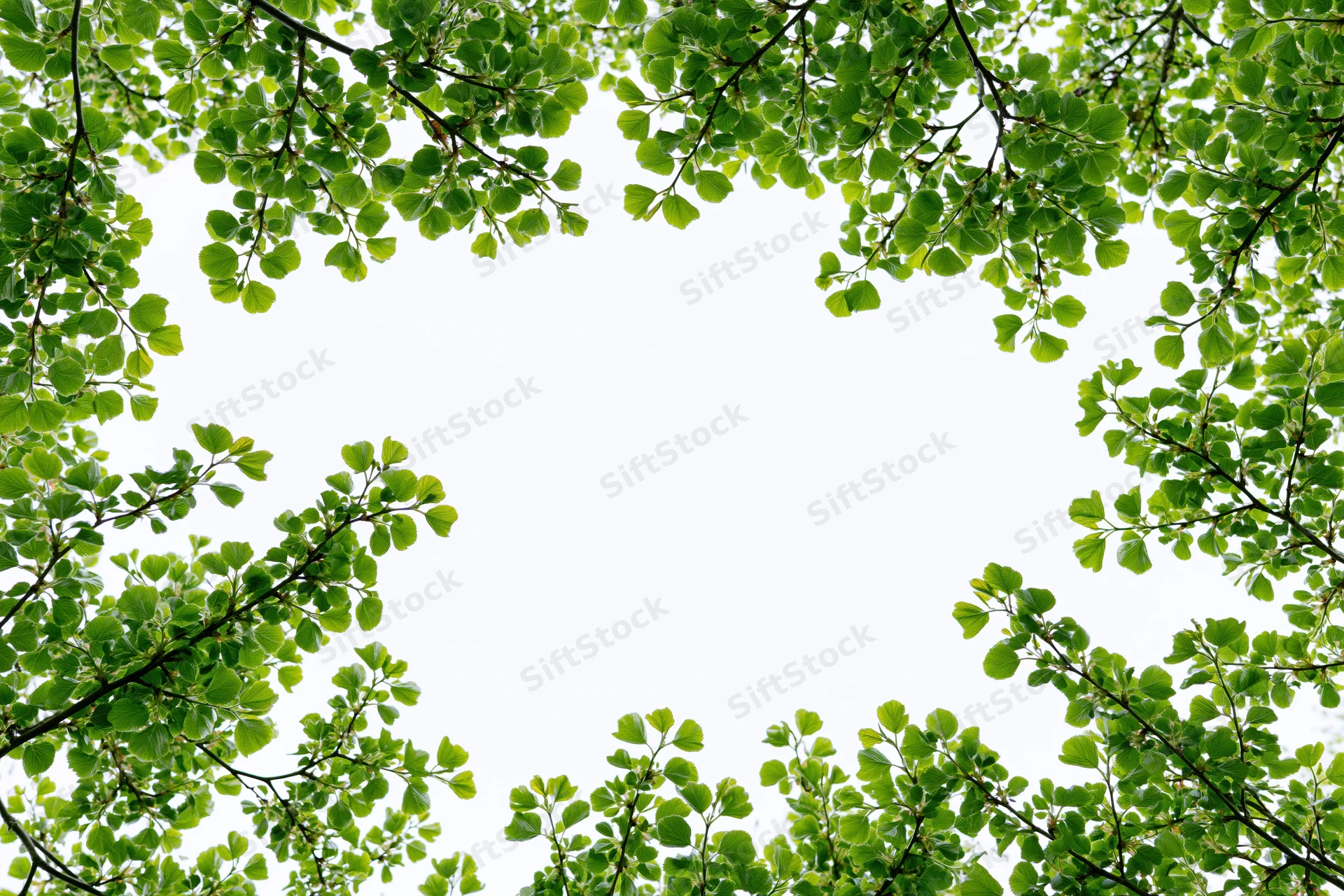 Green tree branches and leaves framing the sky from below