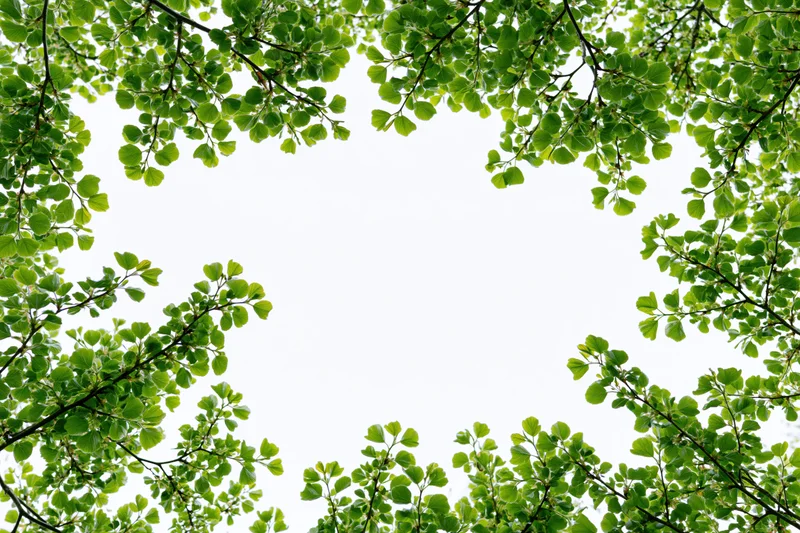 Green tree branches and leaves framing the sky from below
