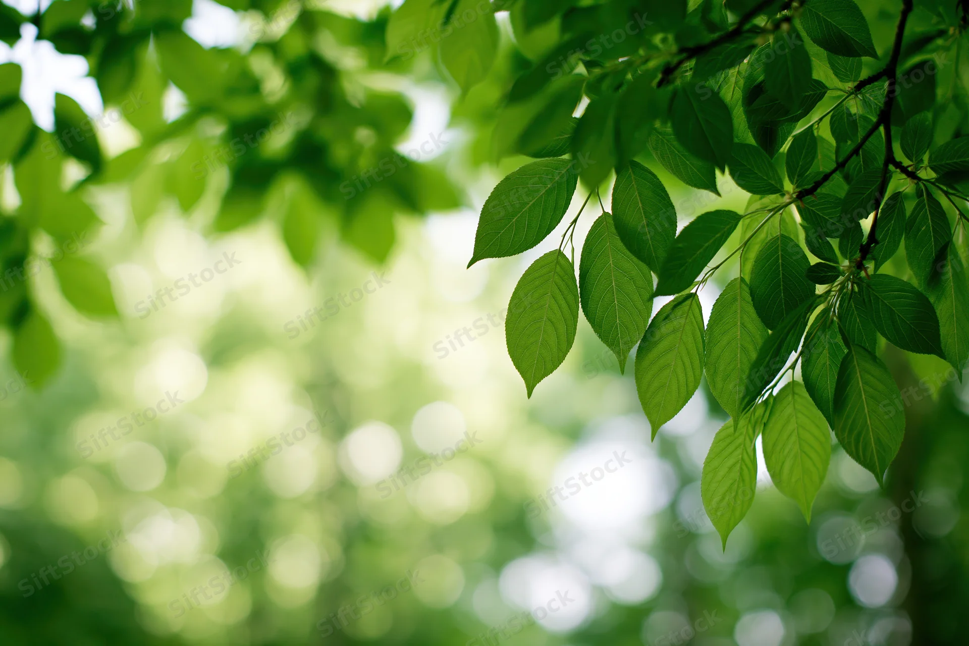 Green leaves on tree branches in natural outdoor setting with soft blurred background