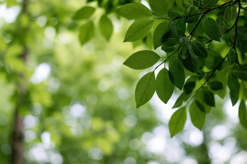 Green leaves on a tree branch in a natural outdoor setting with soft bokeh background