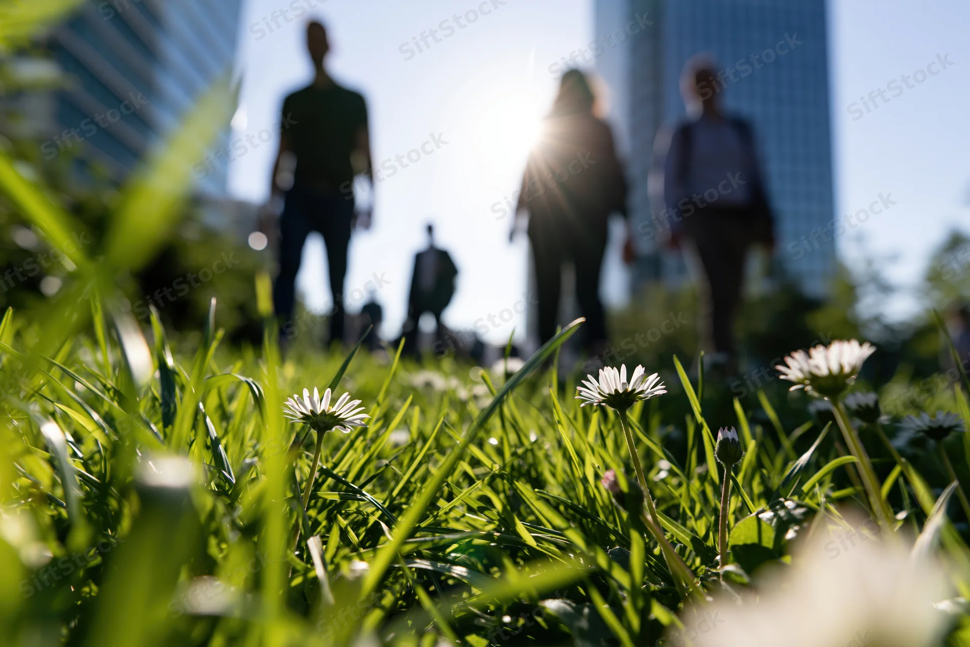 Low-angle view of green grass and white daisies in a city park with blurred people and skyscrapers in the background
