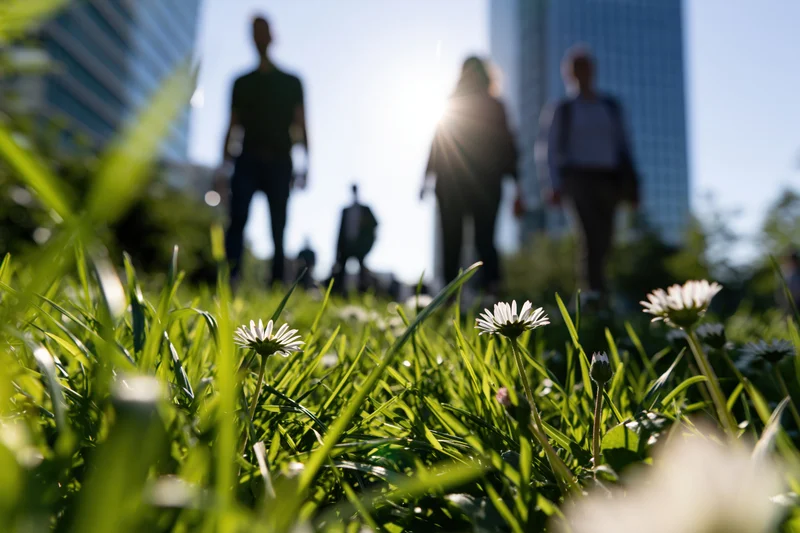 Low-angle view of green grass and white daisies in a city park with blurred people and skyscrapers in the background