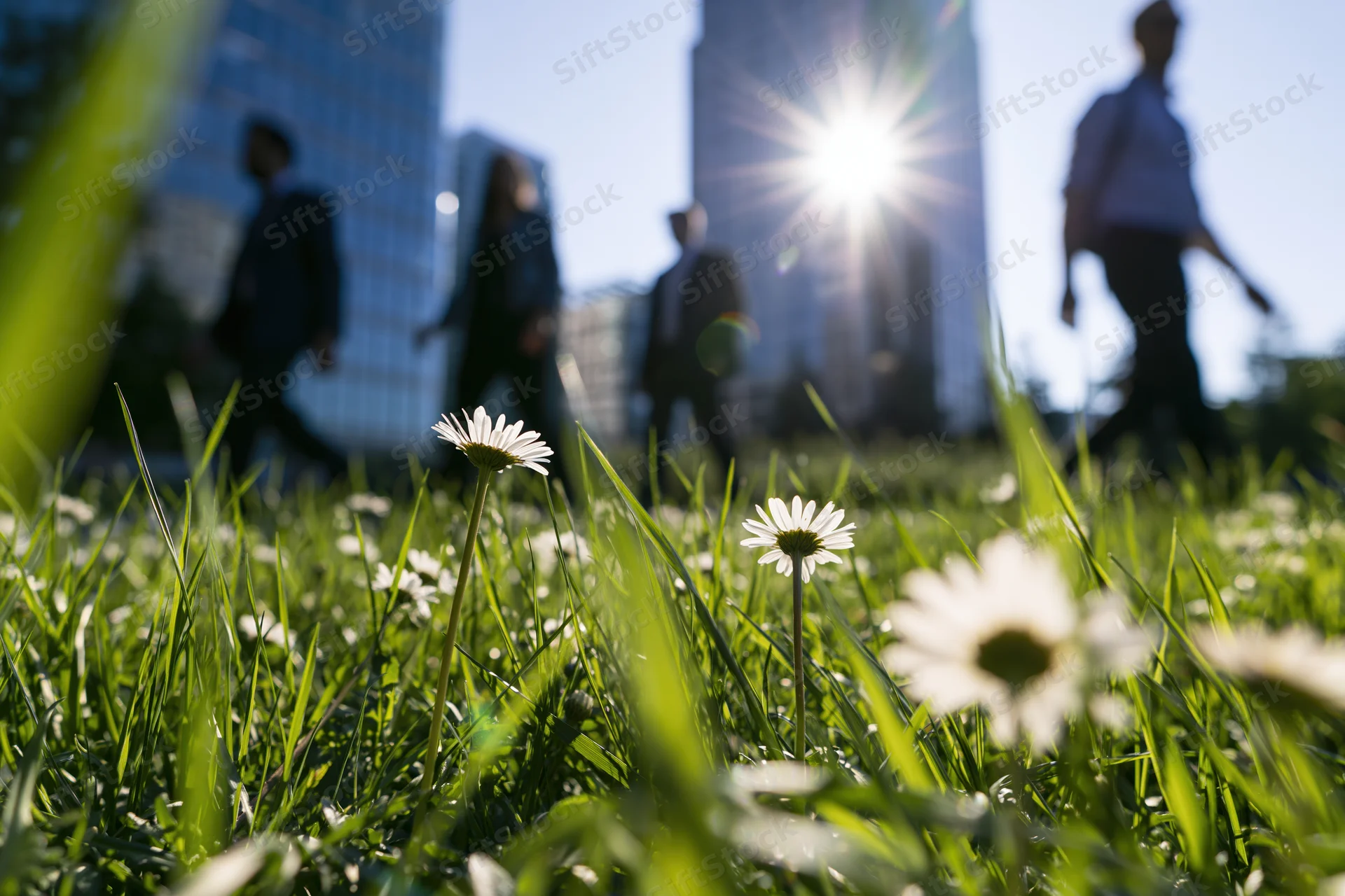 Daisies in green grass with blurred city workers walking in background under bright sun
