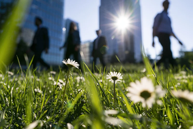 Daisies in green grass with blurred city workers walking in background under bright sun