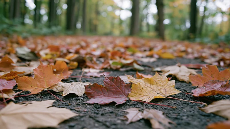Fallen maple leaves scattered across a wet forest path at ground level