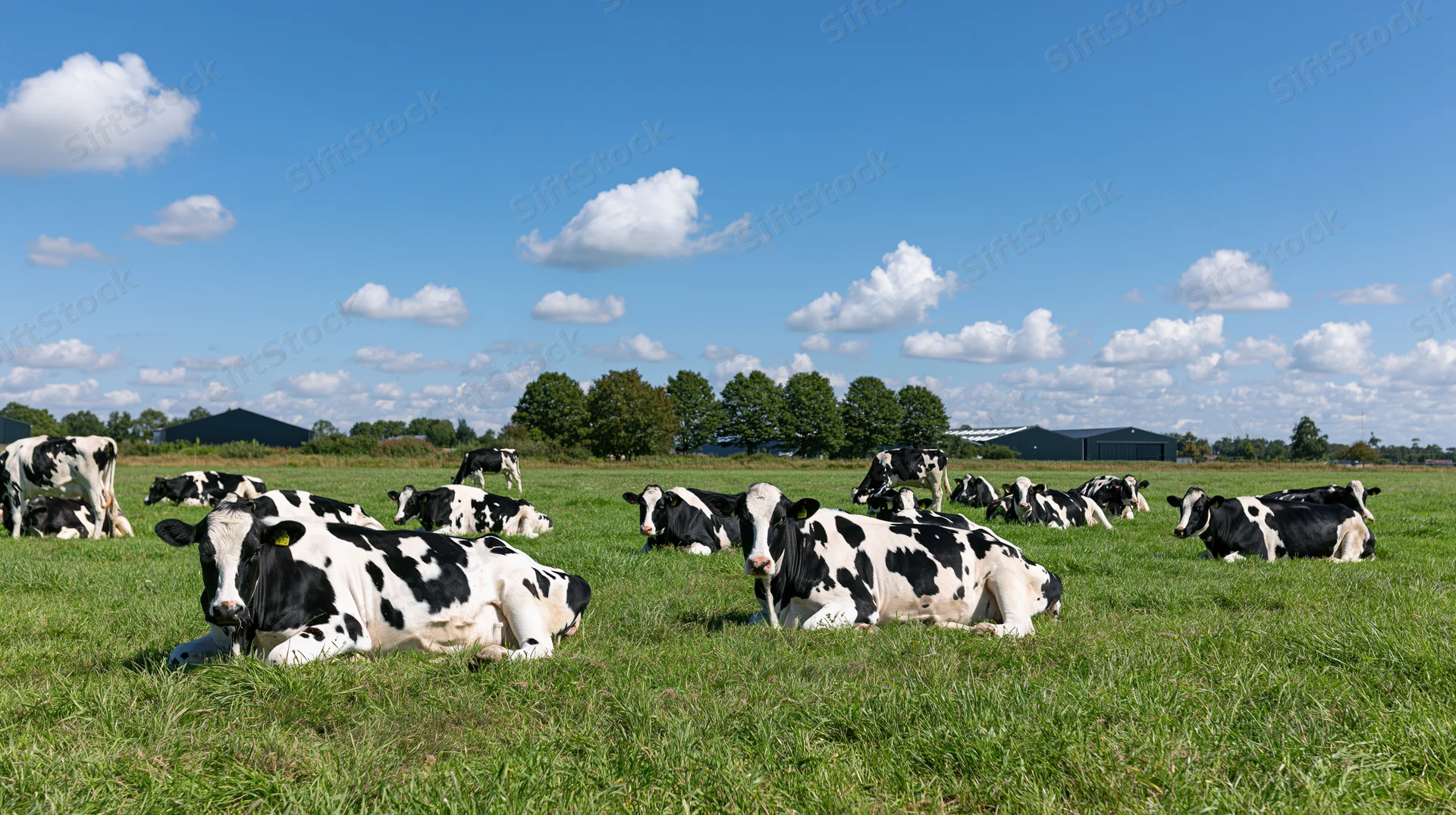 Herd of holstein dairy cows resting and grazing in a green pasture under a blue sky with scattered clouds