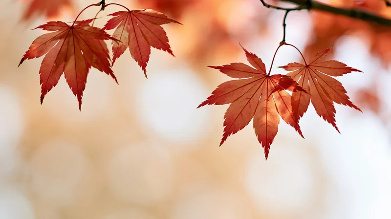 Red-orange maple leaves hanging from a branch against a soft blurred background