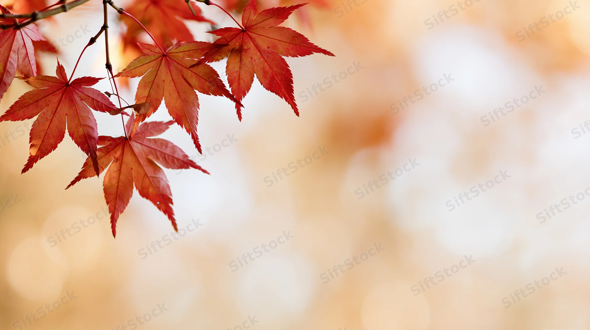 Red-orange maple leaves on a branch against a soft bokeh background