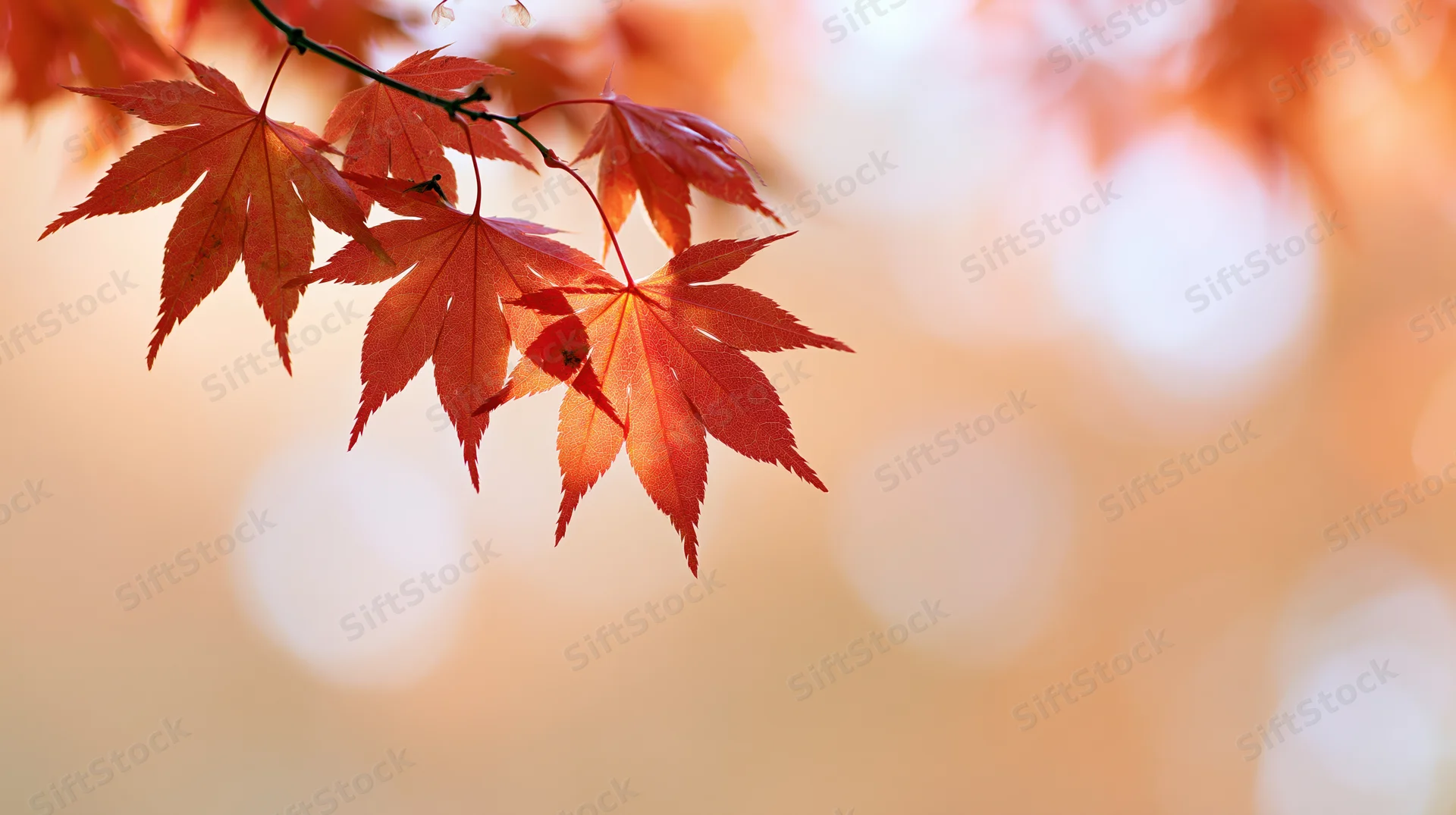 Red-orange maple leaves on a branch against a soft blurred background with warm bokeh light