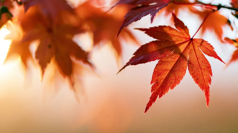 Close-up of red and orange Japanese maple leaves backlit by sunlight in autumn garden